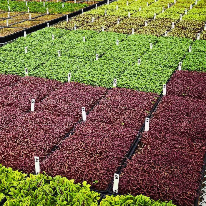 Revealing the Industry Secrets of some  Elderberry Supplement Manufacturers