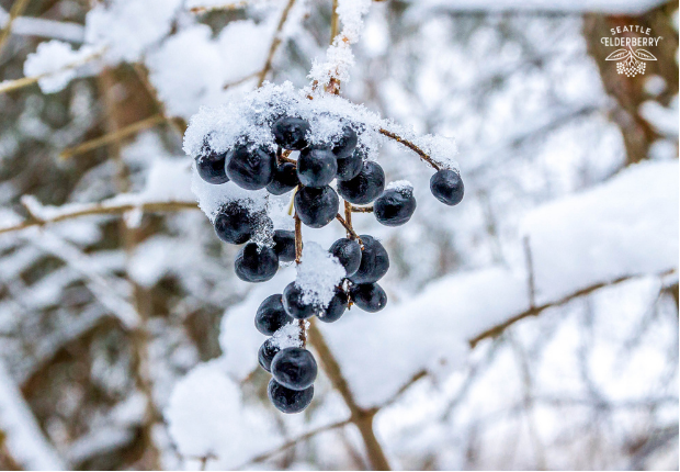 Breaking Elderberry News