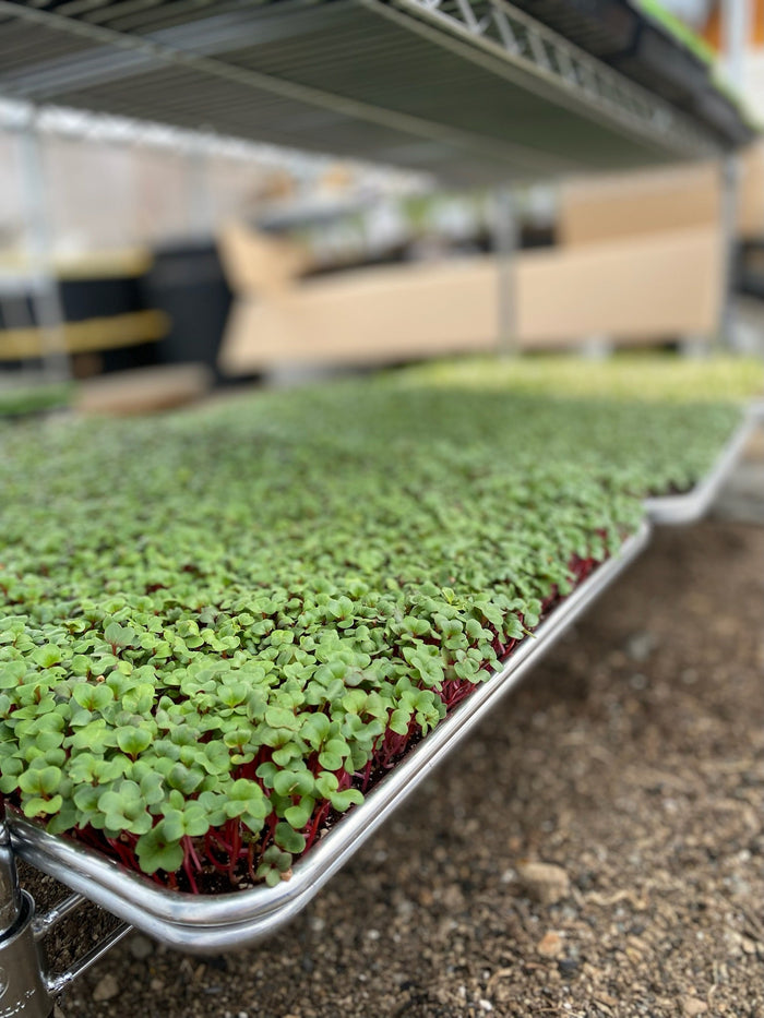Tray of microgreens